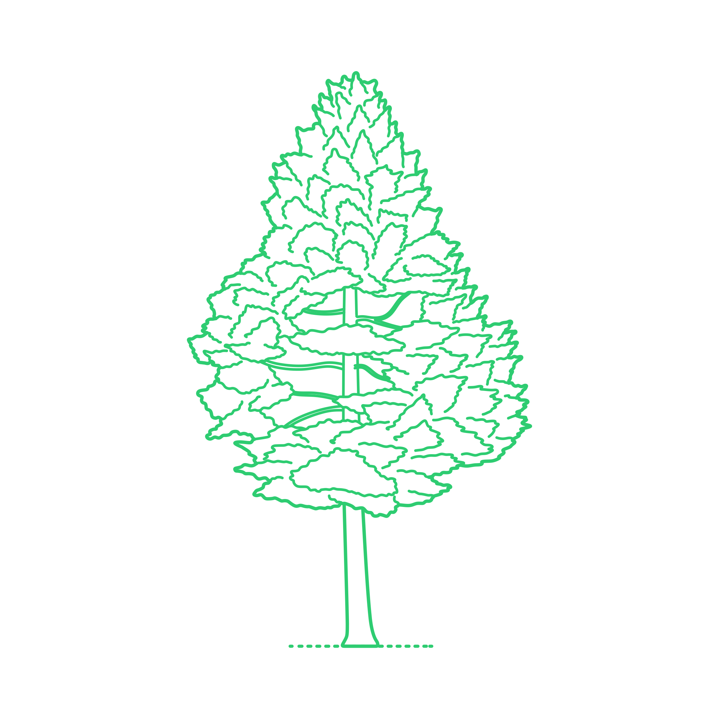 Plants Cypresses Baker Cypress Tracing Svg Vector Free Vectors